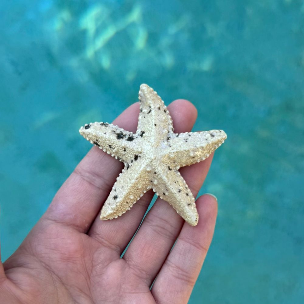 Beige Speckled Starfish Ocean Ornament