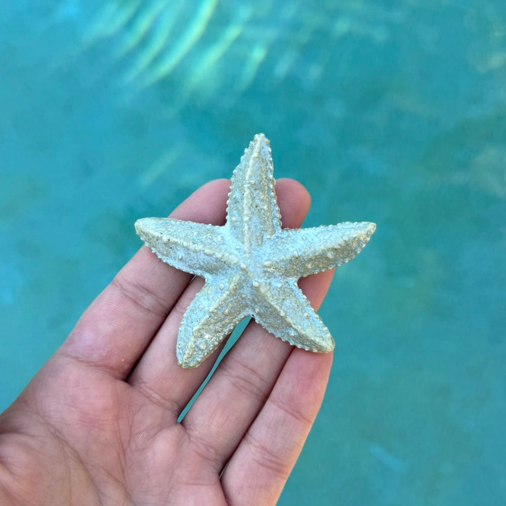 Soft Blue Starfish Ocean Decoration