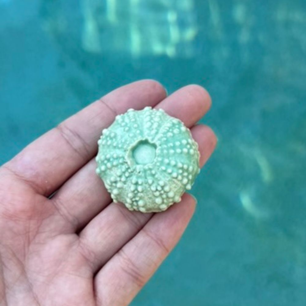 Green Urchin Sea Shell Decoration