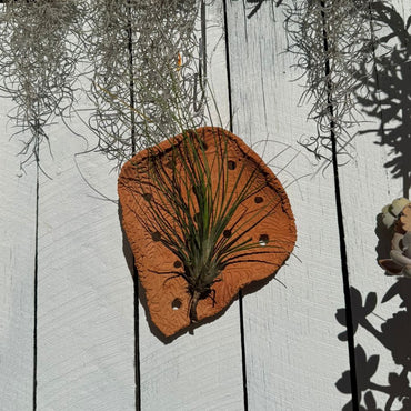 Leafy Terracotta Air Plant Holder | Orchid Hanger