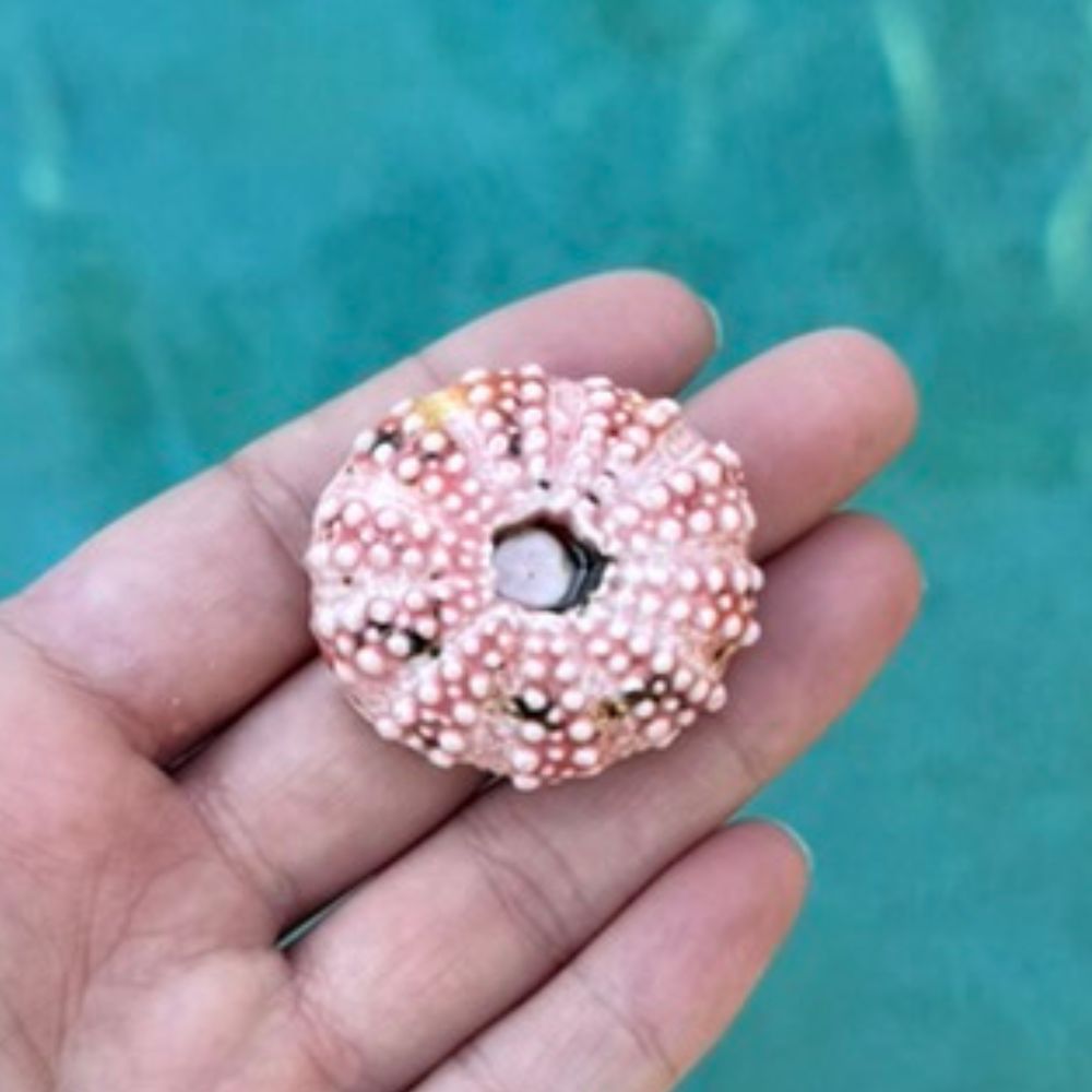 Pink Urchin Sea Shell Decoration