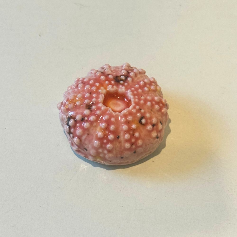 Pink Urchin Sea Shell Decoration