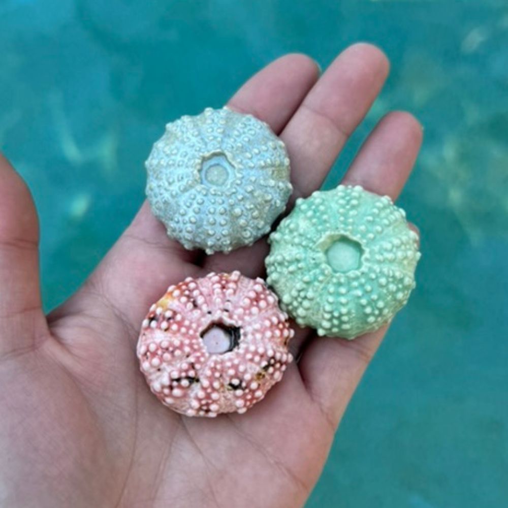 Soft Blue Urchin Sea Shell Decoration