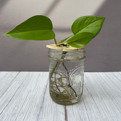 Flower Frog Jar Topper Vase