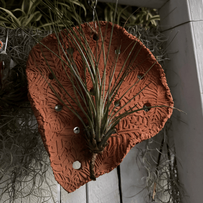 Leafy Terracotta Air Plant Holder | Orchid Hanger