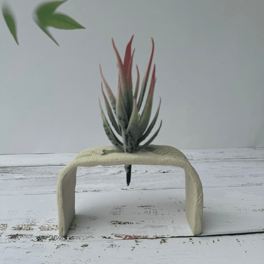 Air Plant Stand | Cream Desktop Holder