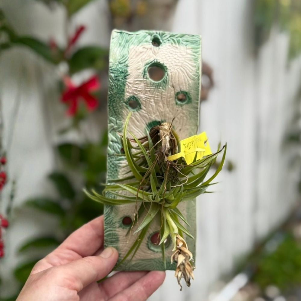 Hand holding a small ceramic planter with air plants against a blurred natural background