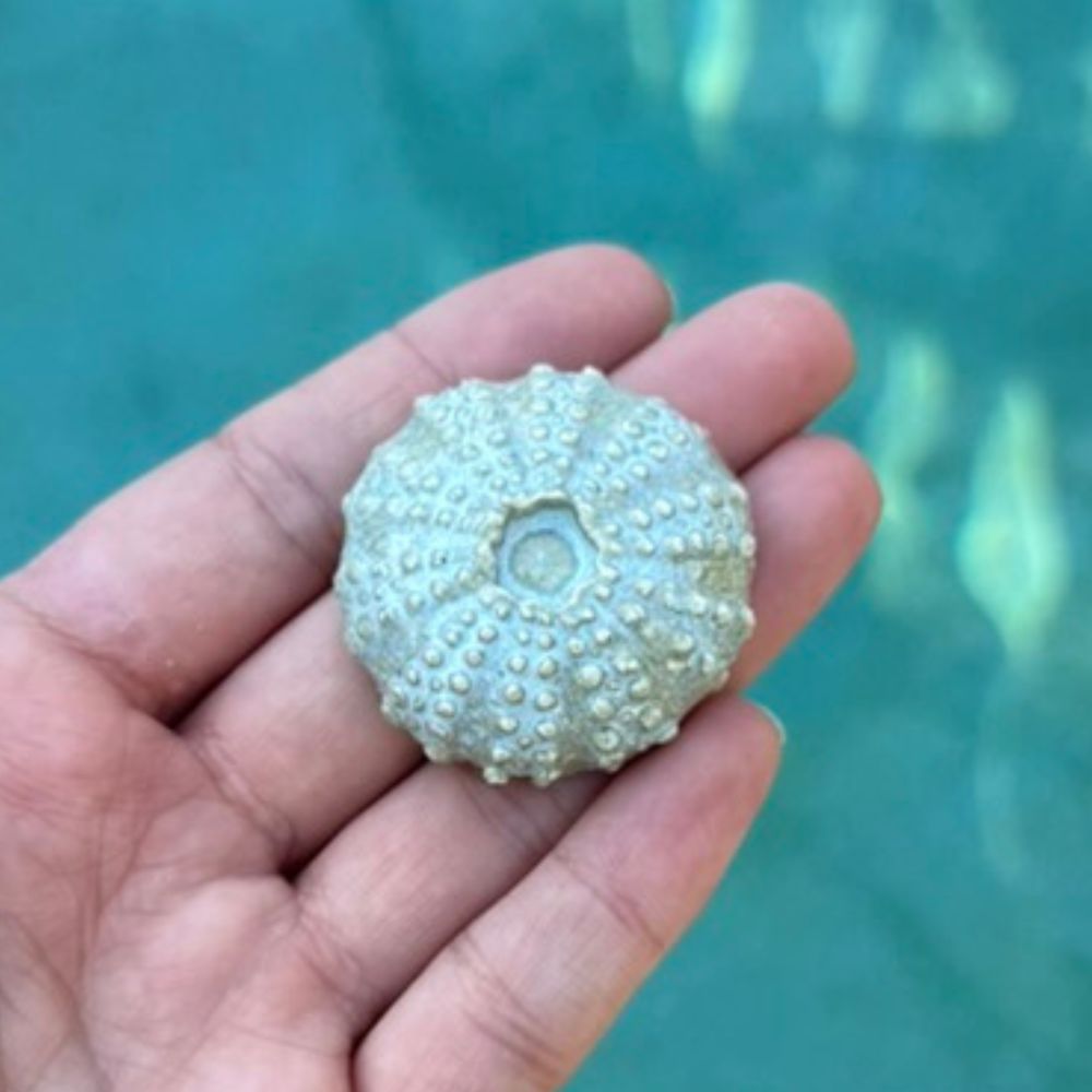 Soft Blue Urchin Sea Shell Decoration