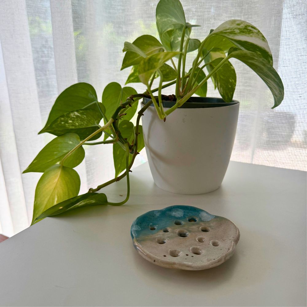 Potted plant on a table with a soap dish  item in front of a window with white curtains.