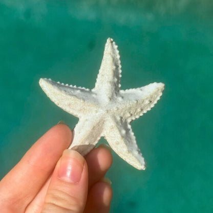 Starfish Ocean Ceramic Ornaments