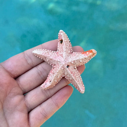 Pink Starfish Sea Ocean Ornament