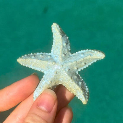 Starfish Ocean Ceramic Ornaments