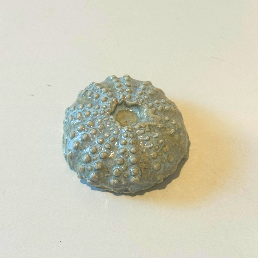 Urchin Sea Shell Decorations