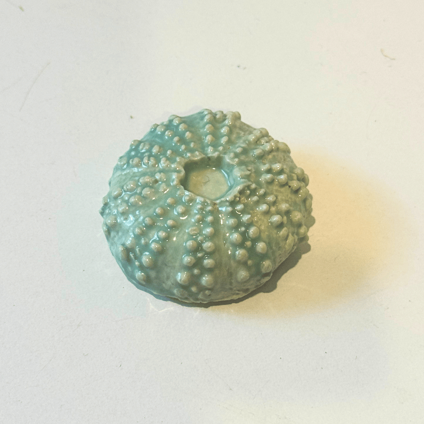 Urchin Sea Shell Decorations
