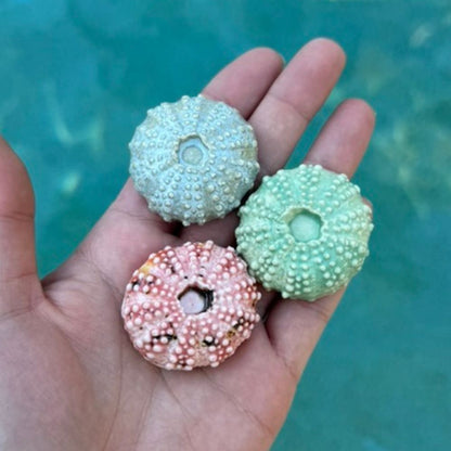 Green Urchin Sea Shell Decoration
