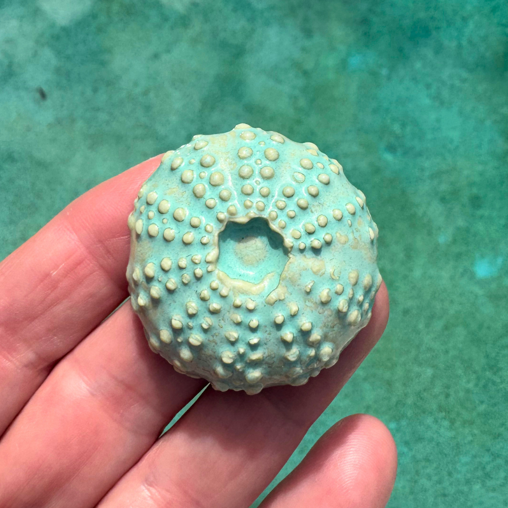 Urchin Sea Shell Decorations